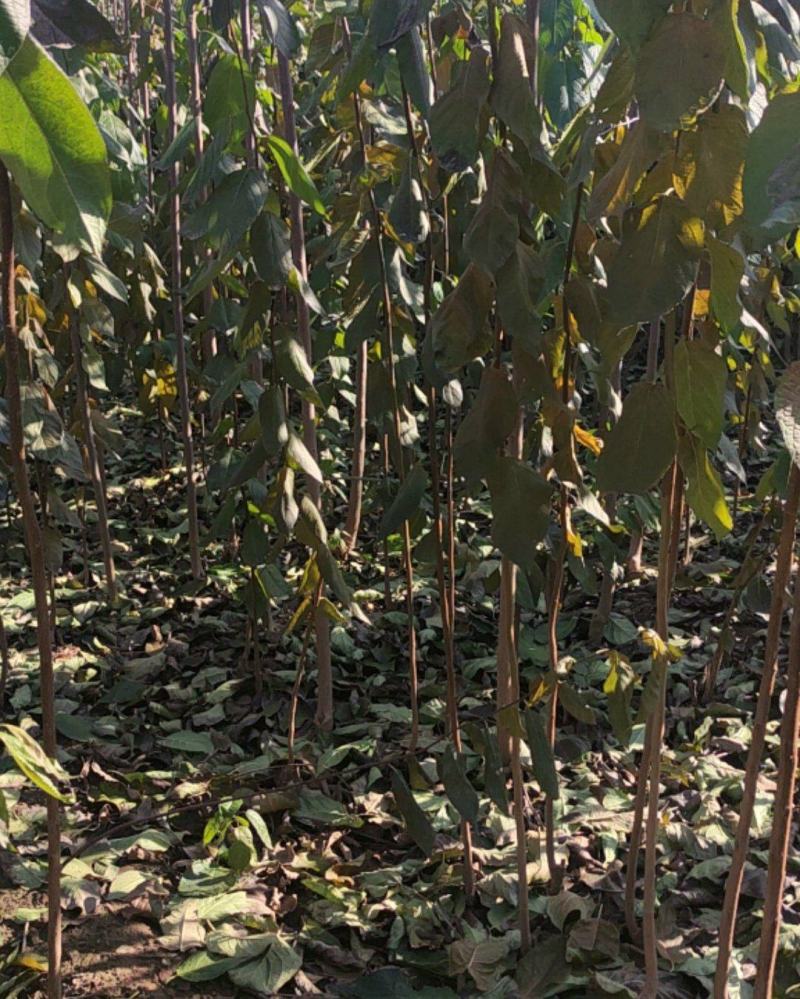 杜仲杜仲树苗大量出售1-5年苗大量有货