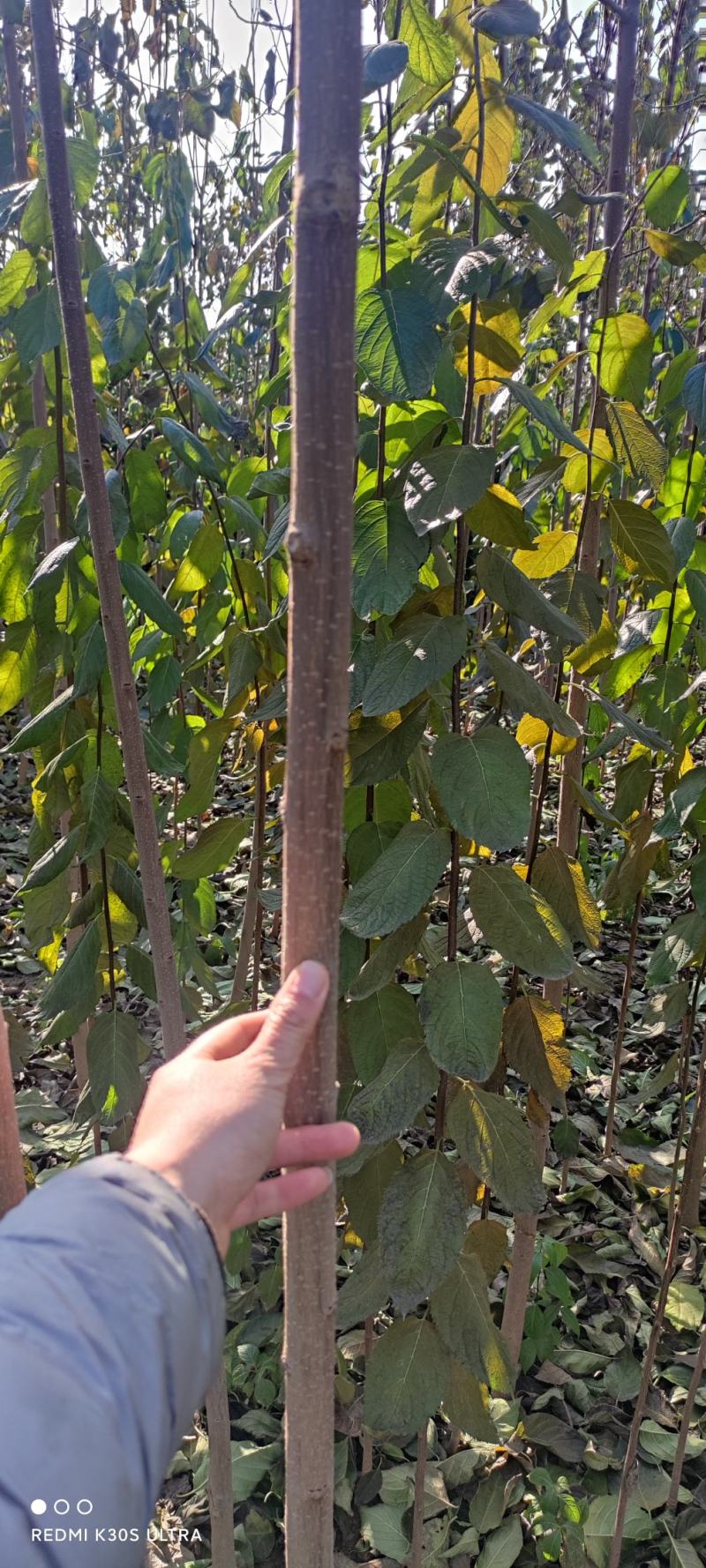 杜仲杜仲树苗大量出售1-5年苗大量有货