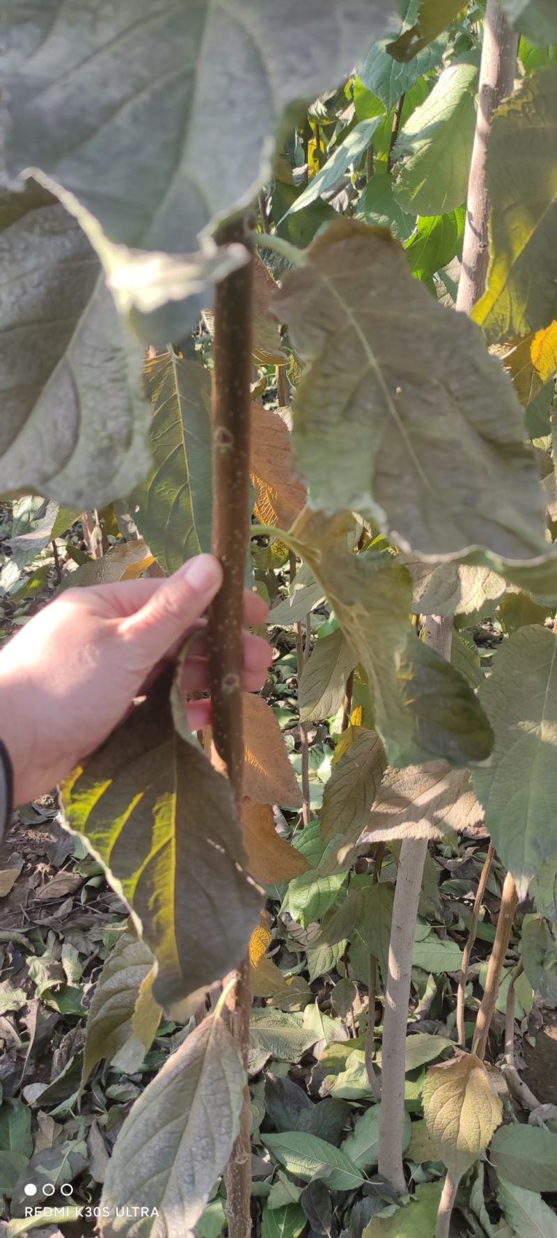 杜仲杜仲树苗大量出售1-5年苗大量有货