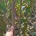 杜仲杜仲树苗大量出售1-5年苗大量有货