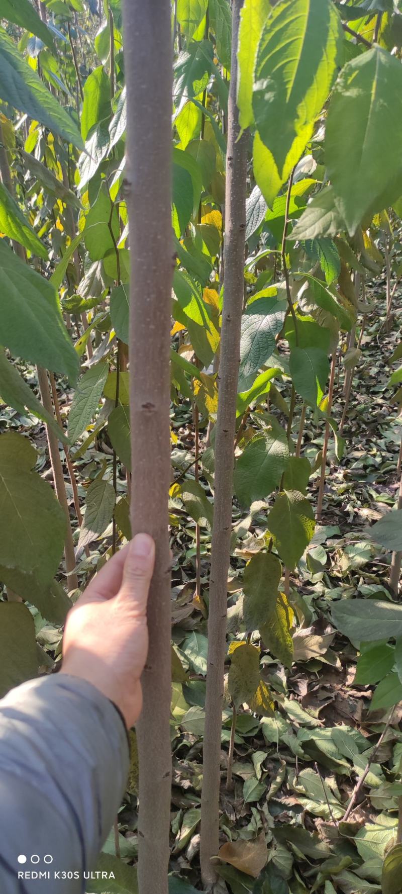 杜仲杜仲树苗大量出售1-5年苗大量有货