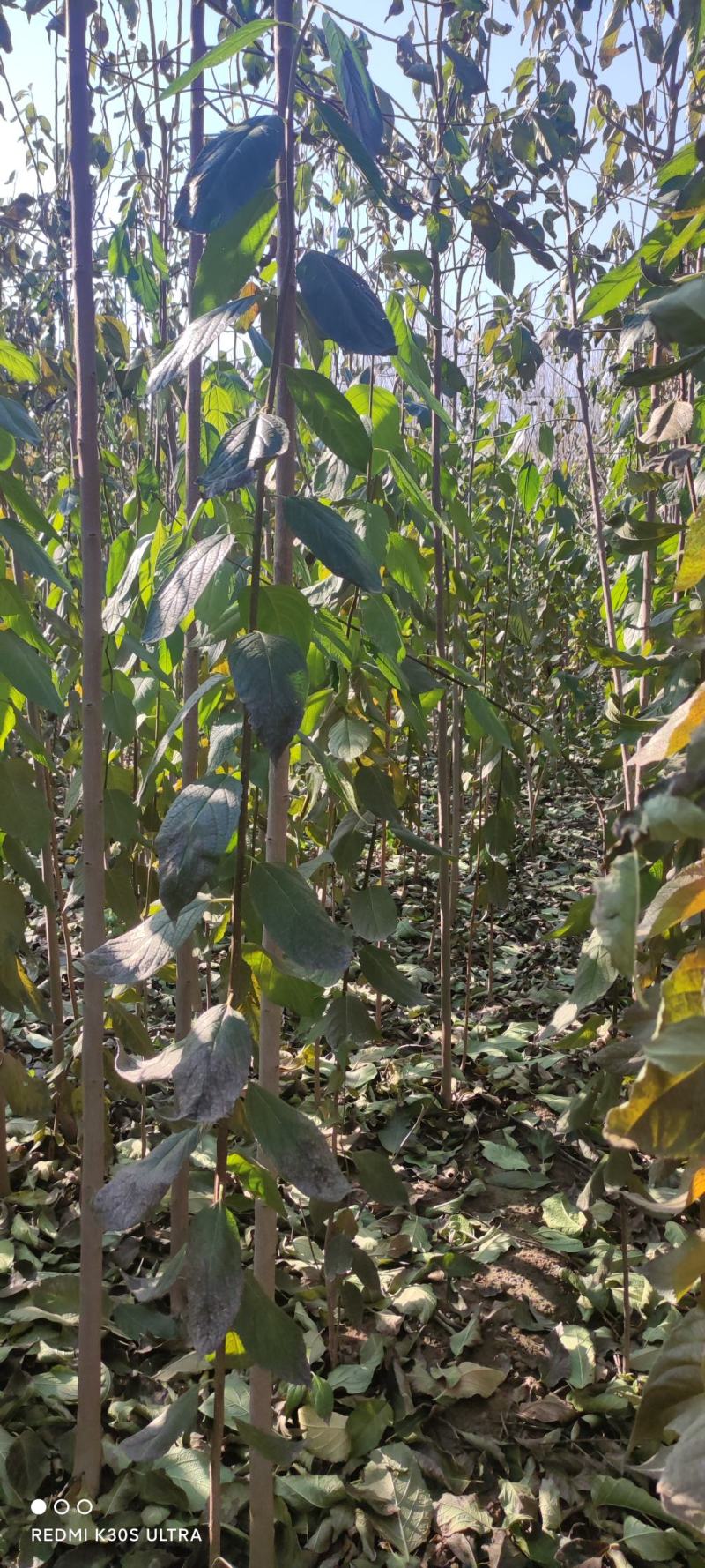 杜仲杜仲树苗大量出售1-5年苗大量有货