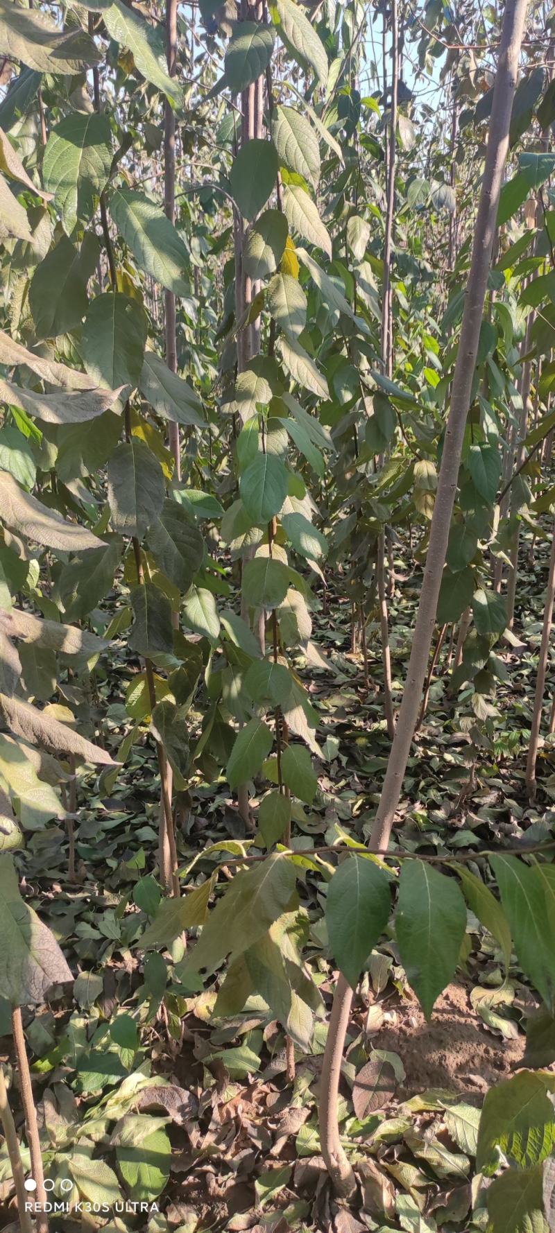 杜仲杜仲树苗大量出售1-5年苗大量有货