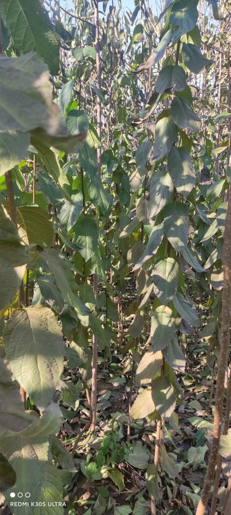 杜仲杜仲树苗大量出售1-5年苗大量有货