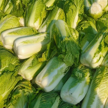 旬邑县白菜