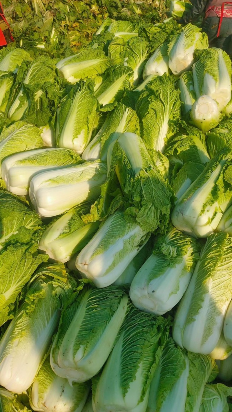 旬邑县白菜