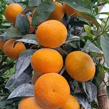 首批沃柑上市！！！
