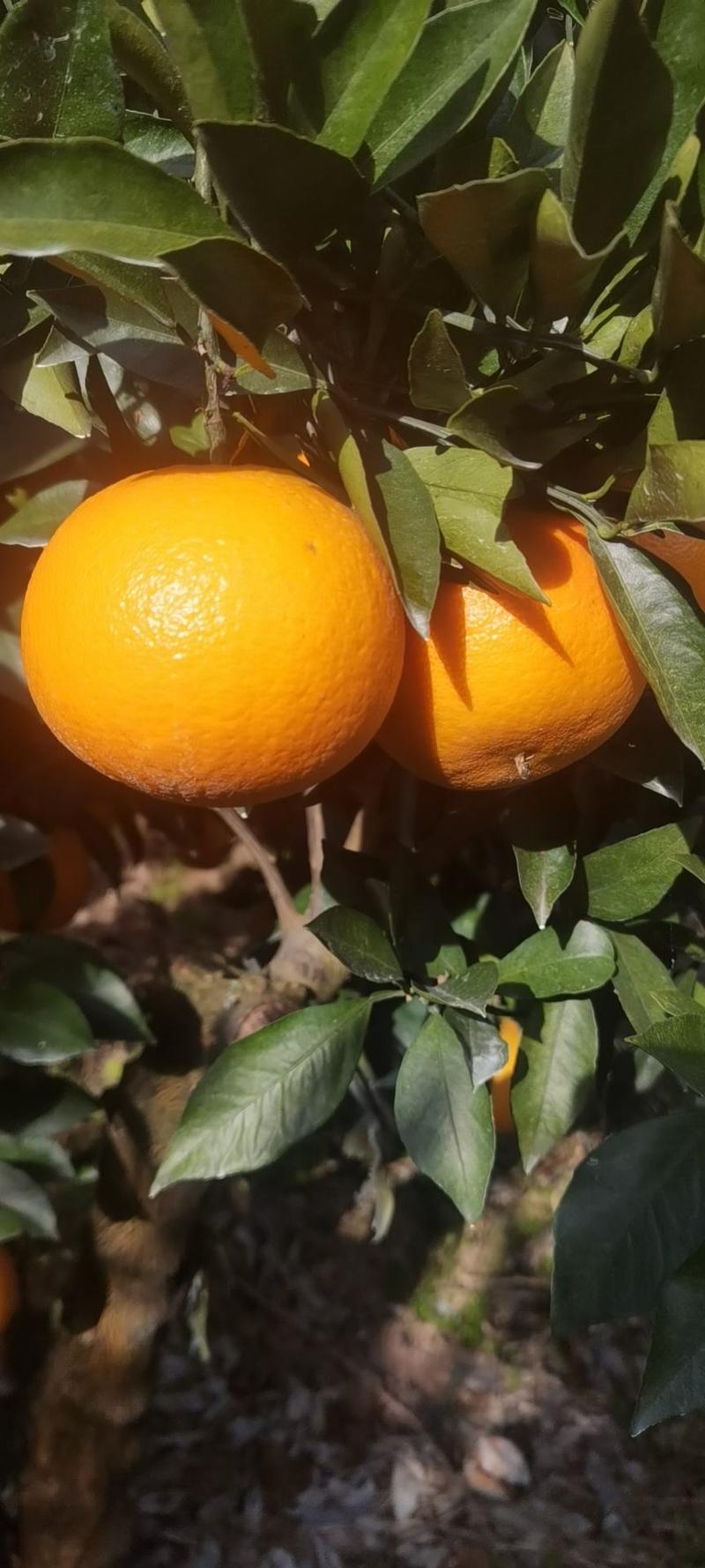 爱媛果冻橙九月红果冻橙对应电商社区团购商超各大市场