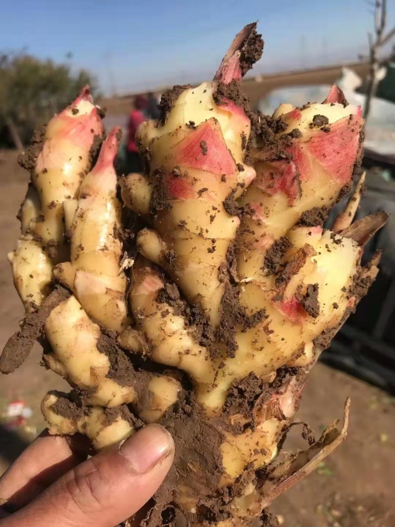 山东红芽鲜姜大量上市了，货源充足，全国发货