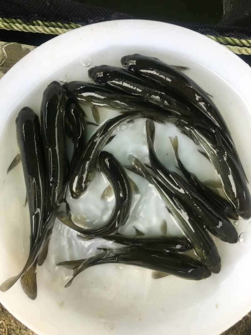优选黑鲩鱼苗青鱼苗螺丝青鱼苗好养快大全国配送