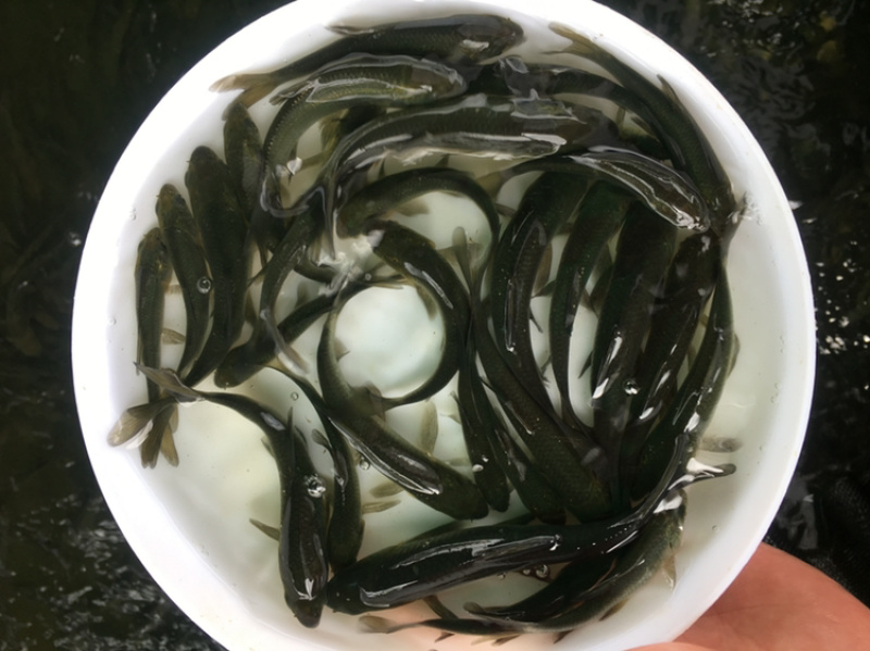 优选黑鲩鱼苗青鱼苗螺丝青鱼苗好养快大全国配送