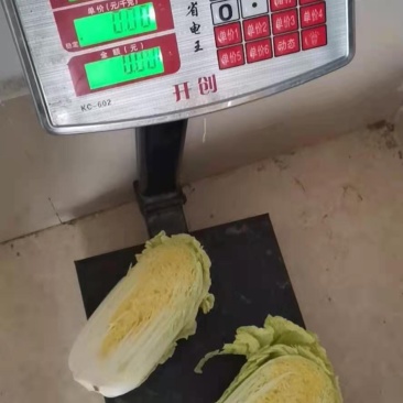 精品黄心高原夏菜娃娃菜条型好大颗高品质娃娃菜