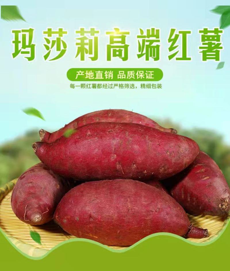 玛莎莉红薯日本高端蜜薯软糯超甜超桥头地瓜香薯黄金蜜薯