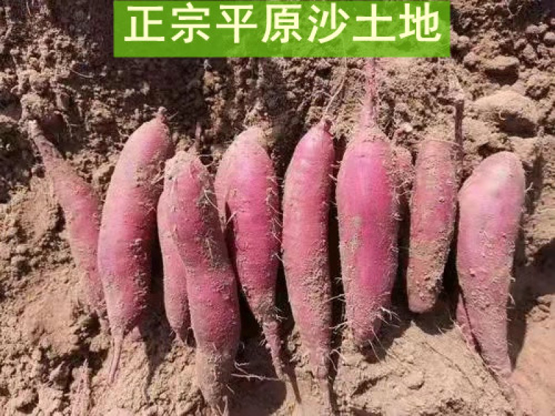 玛莎莉红薯日本高端蜜薯软糯超甜超桥头地瓜香薯黄金蜜薯