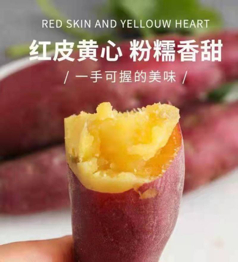 玛莎莉红薯日本高端蜜薯软糯超甜超桥头地瓜香薯黄金蜜薯
