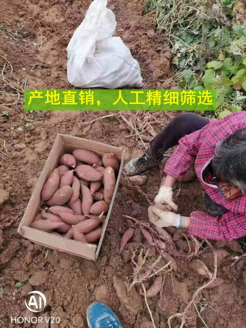 玛莎莉红薯日本高端蜜薯软糯超甜超桥头地瓜香薯黄金蜜薯