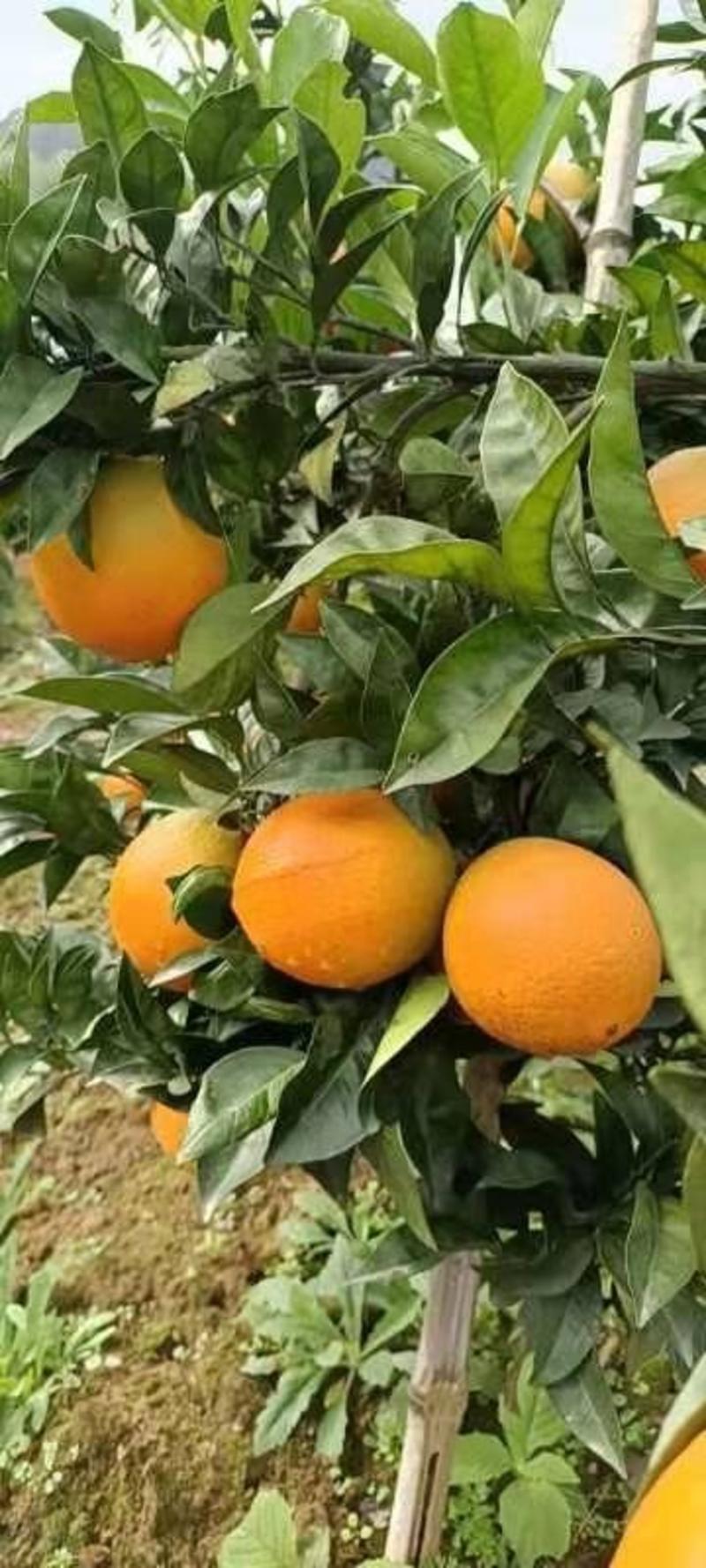福建脐橙霞浦纽荷尔脐橙产地直销一手货源欢迎全国经销商