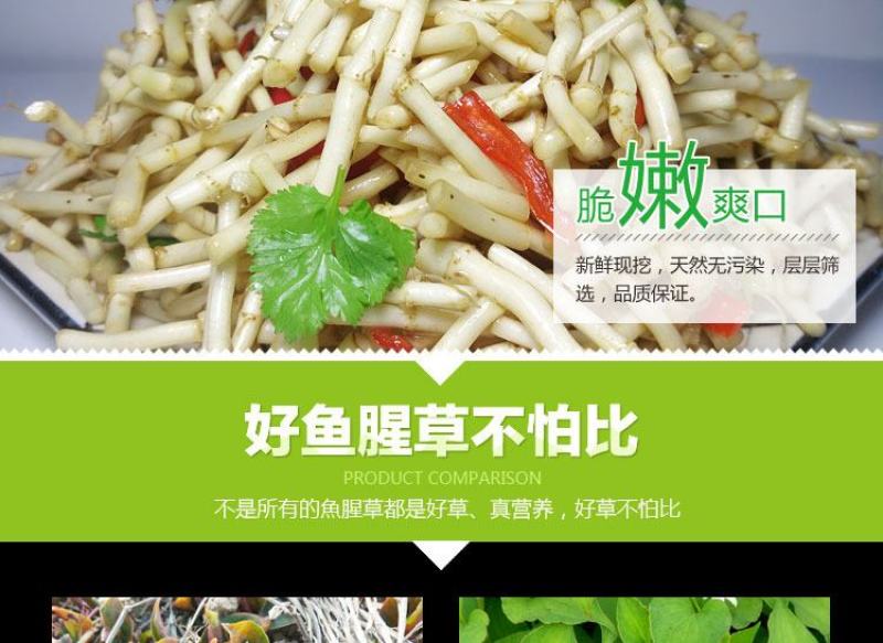 新鲜蔬菜鱼腥草折耳根农家侧耳根嫩根节节根现挖鱼香草包邮