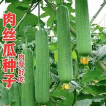 【肉丝瓜】农家早熟易种丝瓜种子清香肉丝瓜种籽清香软甜丝瓜