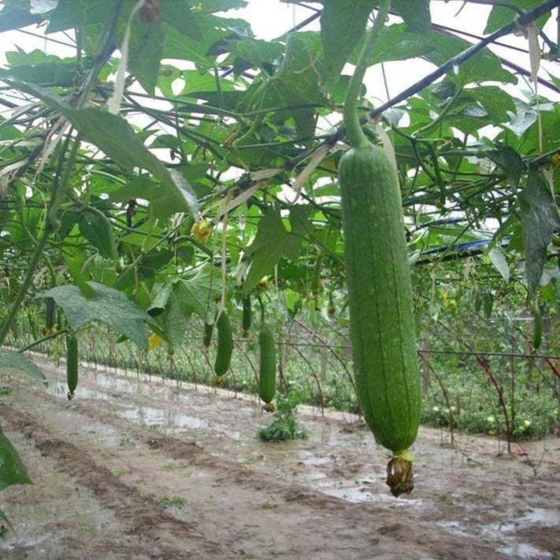 【肉丝瓜】农家早熟易种丝瓜种子清香肉丝瓜种籽清香软甜丝瓜