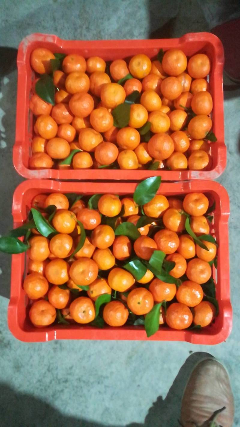 沙糖桔，市场果电商果，现在大量上市沙糖桔，广东茂名电白