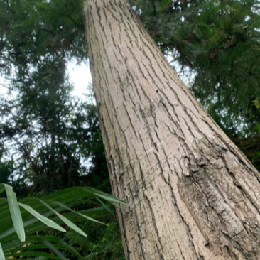 特大红香椿树