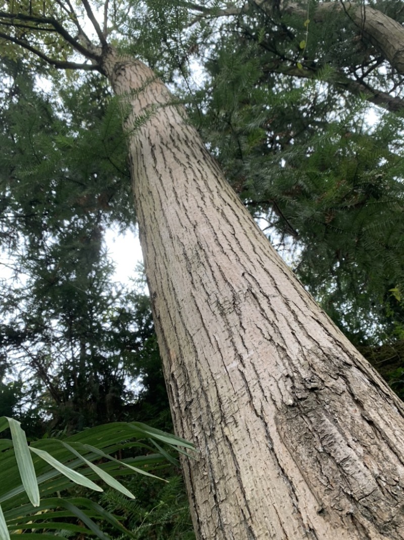 特大红香椿树