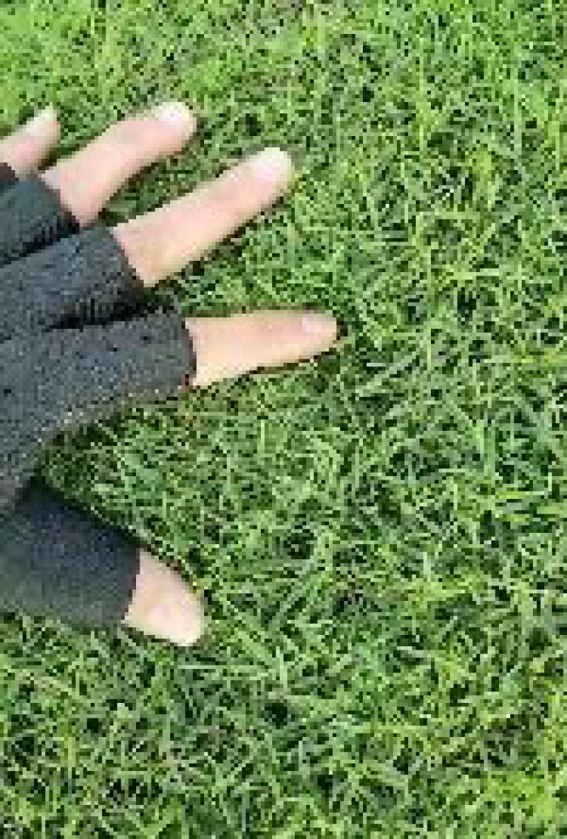 各种草皮、台湾草，兰引三号、高尔夫草皮、大叶草、基地直销