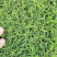 各种草皮、台湾草，兰引三号、高尔夫草皮、大叶草、基地直销
