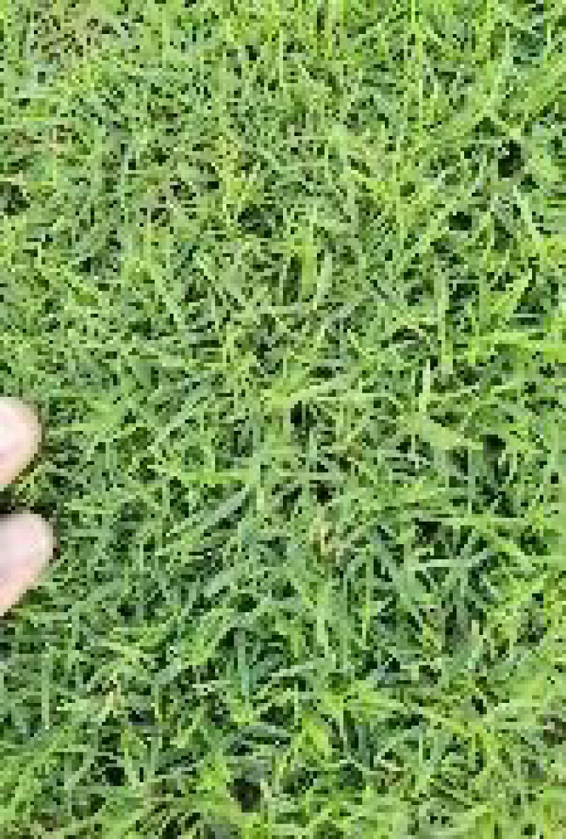 各种草皮、台湾草，兰引三号、高尔夫草皮、大叶草、基地直销