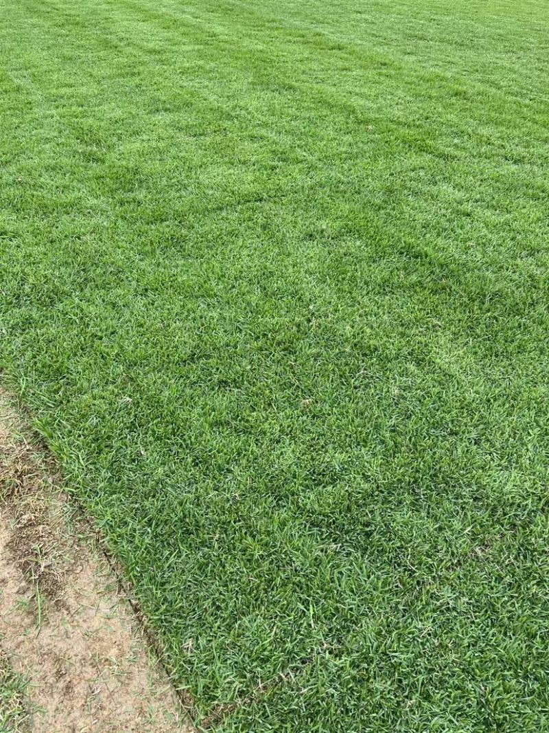 各种草皮、台湾草，兰引三号、高尔夫草皮、大叶草、基地直销
