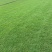 各种草皮、台湾草，兰引三号、高尔夫草皮、大叶草、基地直销
