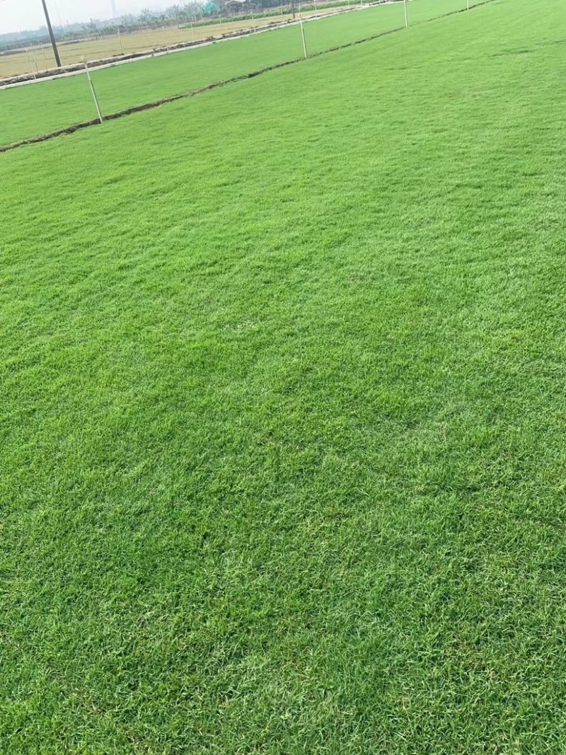 各种草皮、台湾草，兰引三号、高尔夫草皮、大叶草、基地直销