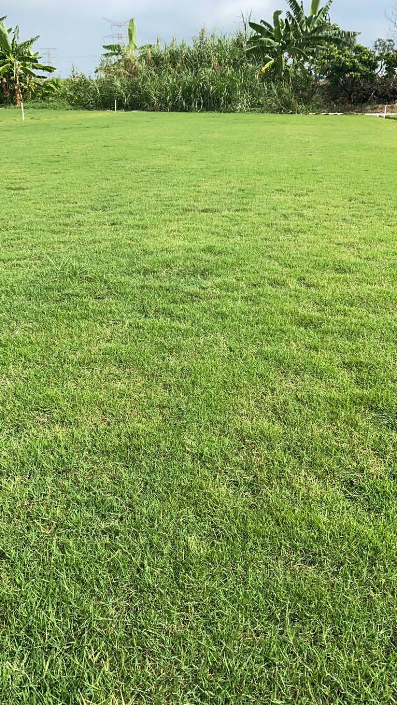 各种草皮、台湾草，兰引三号、高尔夫草皮、大叶草、基地直销