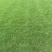 各种草皮、台湾草，兰引三号、高尔夫草皮、大叶草、基地直销