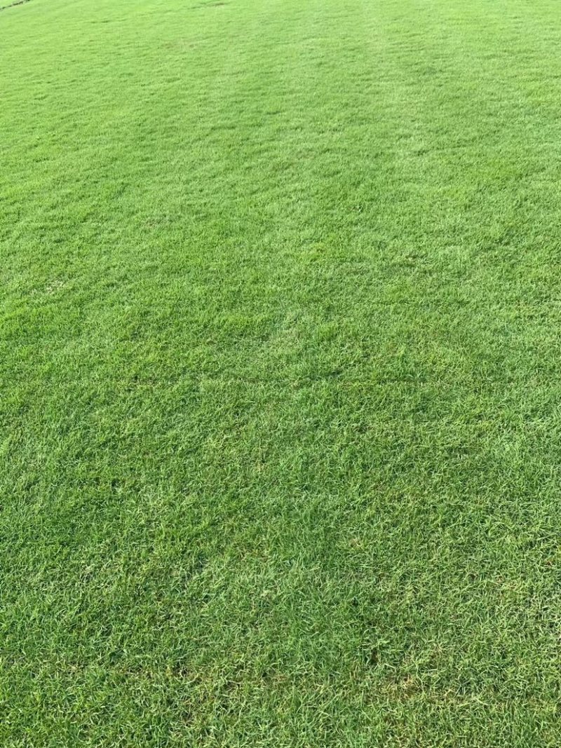 各种草皮、台湾草，兰引三号、高尔夫草皮、大叶草、基地直销