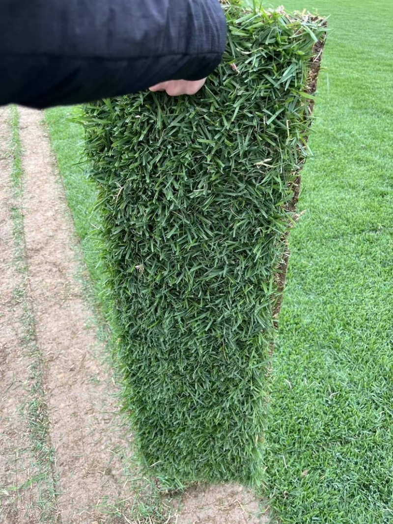 各种草皮、台湾草，兰引三号、高尔夫草皮、大叶草、基地直销
