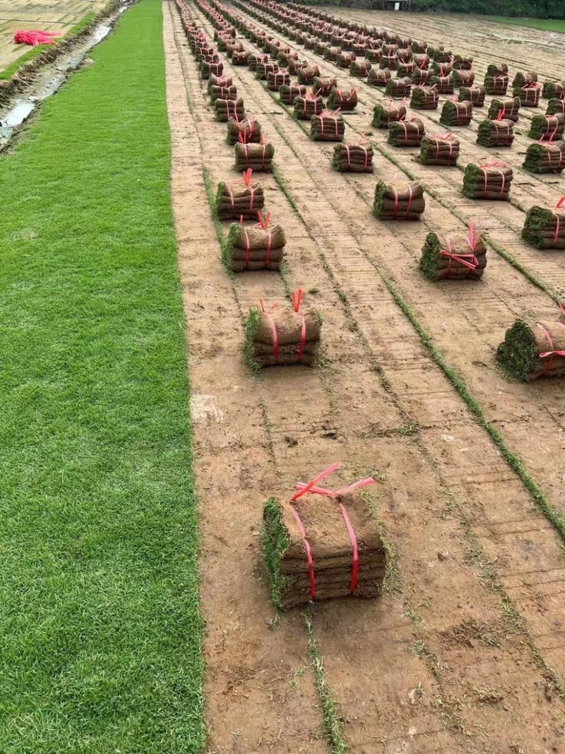 各种草皮、台湾草，兰引三号、高尔夫草皮、大叶草、基地直销