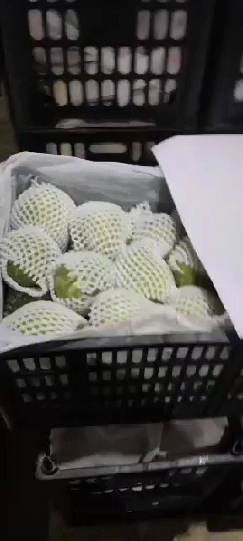 自家种植早酥梨，果面光洁，水润多汁量大从优欢迎选购！
