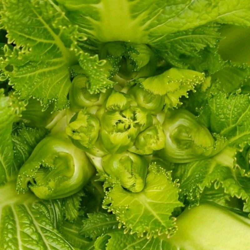 儿菜子孙菜母子菜抱儿菜大批量上市品质保证