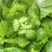 儿菜子孙菜母子菜抱儿菜大批量上市品质保证