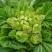 儿菜子孙菜母子菜抱儿菜大批量上市品质保证