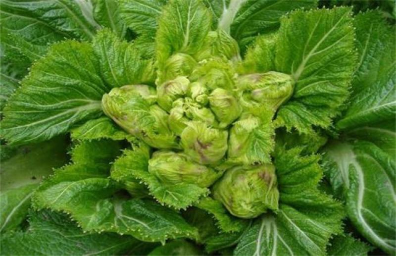 儿菜子孙菜母子菜抱儿菜大批量上市品质保证