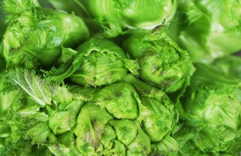 儿菜子孙菜母子菜抱儿菜大批量上市品质保证