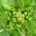 儿菜子孙菜母子菜抱儿菜大批量上市品质保证