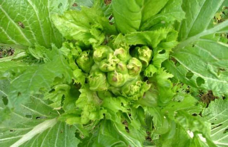 儿菜子孙菜母子菜抱儿菜大批量上市品质保证