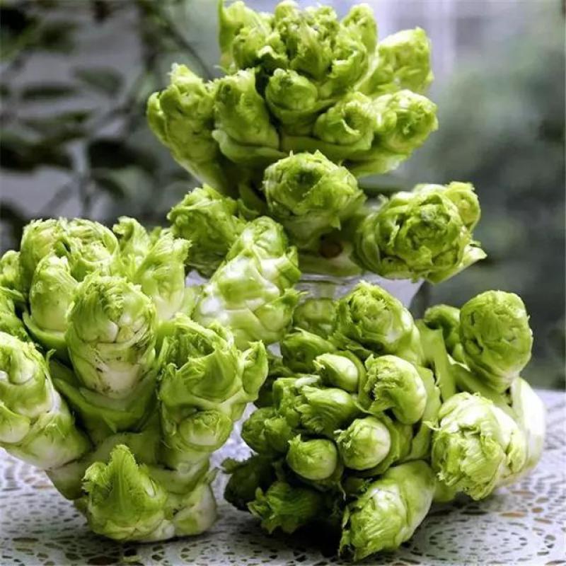 儿菜子孙菜母子菜抱儿菜大批量上市品质保证