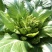 儿菜子孙菜母子菜抱儿菜大批量上市品质保证