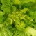 儿菜子孙菜母子菜抱儿菜大批量上市品质保证