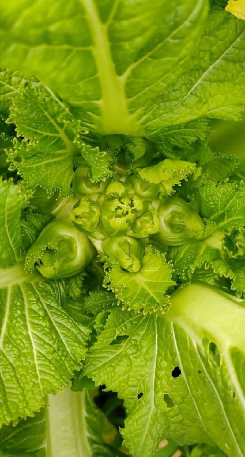 儿菜子孙菜母子菜抱儿菜大批量上市品质保证